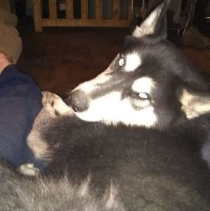 Meet your Posher, Jimbo